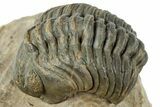 Curled Reedops Trilobite - Atchana, Morocco #312340-2